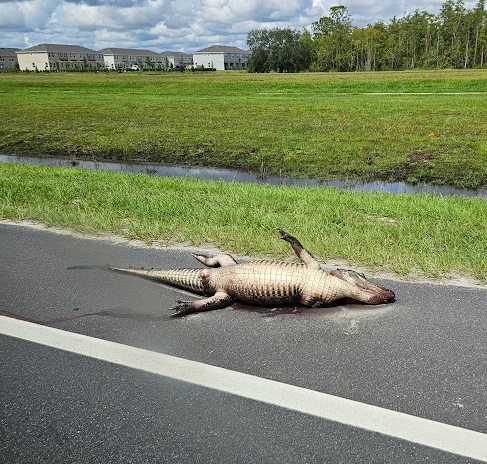 Dead alligator on road