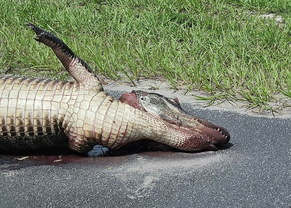 Alligator head