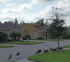 Wild Turkeys